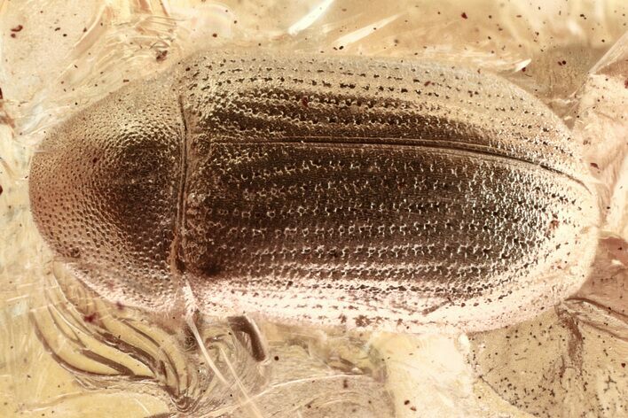 Detailed Fossil Beetle (Ptinidae) in Baltic Amber #321747